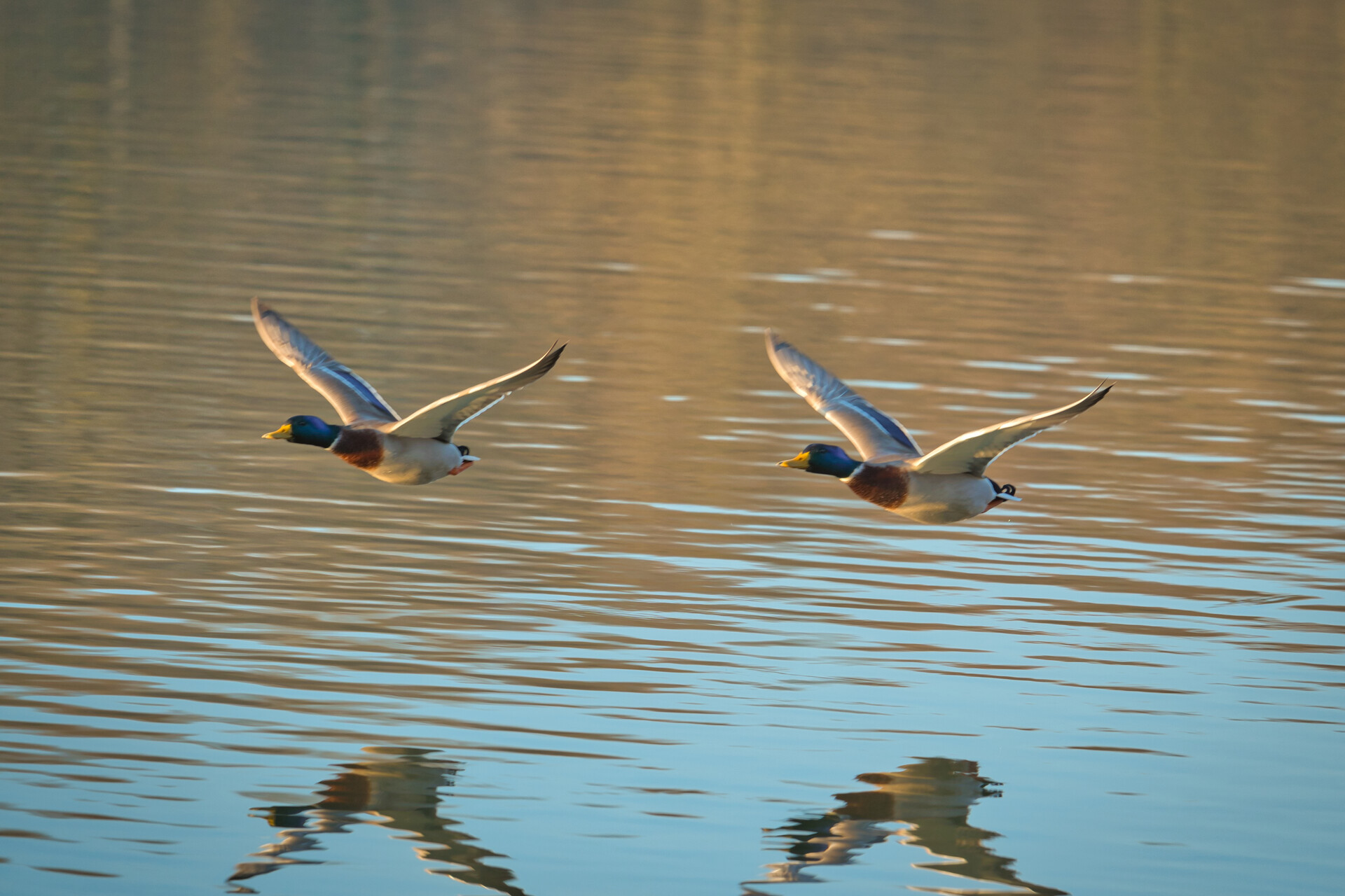 Spiegelung Decksteiner Weiher